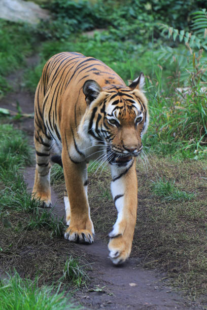 istock orange tiger in the green grass 1077619580