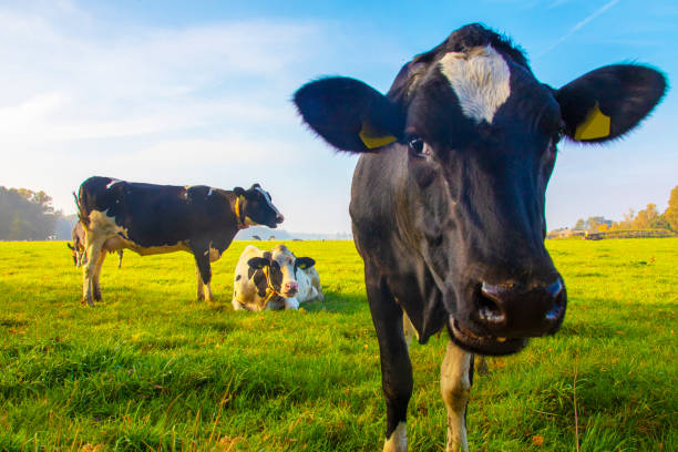 istock Mooing cow black and white 1077619778