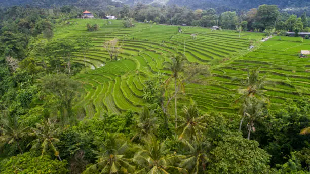 Rice Field in Bali Indonesia