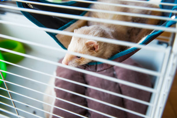 istock Beige ferret resting in his cage. Home pet concept. View through grid. Selective focus. copy space. 1077621340