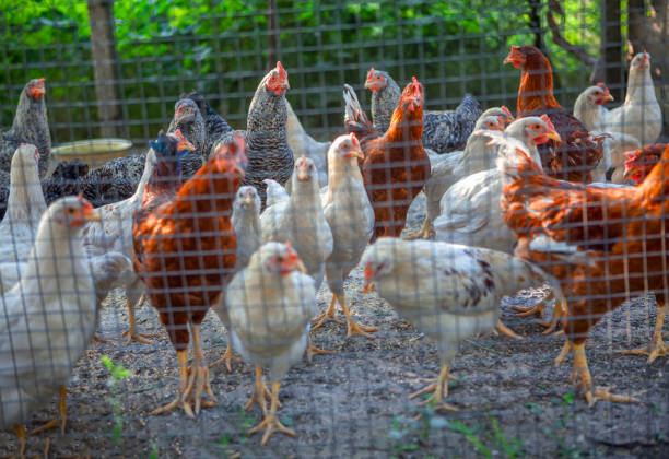 istock hens on the farm 1077621370