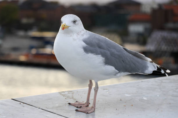istock Close-up of a seagull during sunset 1077626912