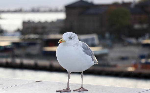 istock Close-up of a seagull during sunset 1077626914