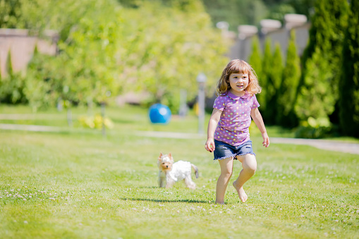 Cute little girl playing and running with small dog (terrier) outdoors, summer day, friendship with little pet.