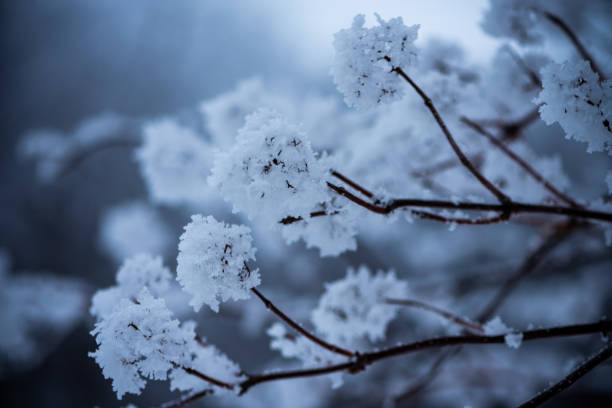 istock Branches of a bush covered with snow. 1077630650