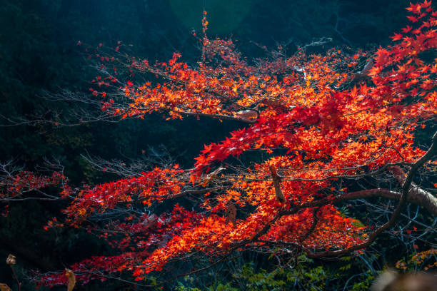 istock Closeup beautiful maple leaves with heart shape 1077633726