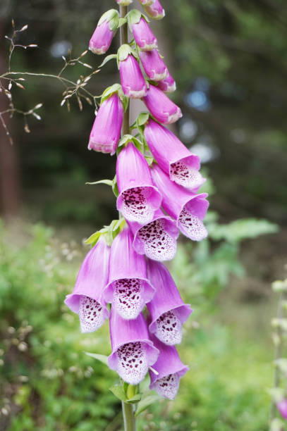 istock digitalis purpurea flower in the nature 1077638512