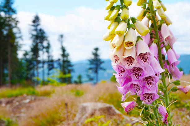istock digitalis purpurea flower in the nature 1077638516