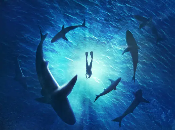 Photo of Illustration of sharks forming a circle under a man in water