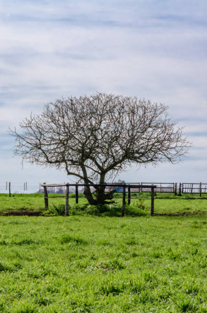istock Isolated dry tree with green grass and a clouded sky with a wodden fence 1077639530