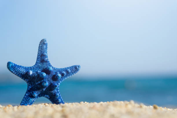 istock Blue starfish pinned on sand on the beach. Blue sea on background. 1077639698
