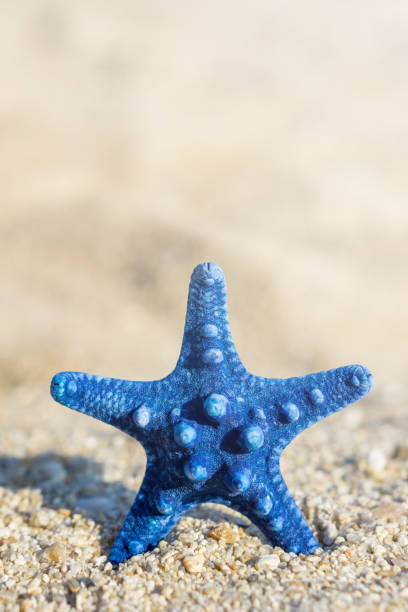 istock Blue starfish pinned on sand at the beach. Blurred background. 1077639826