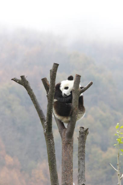 Panda peeking