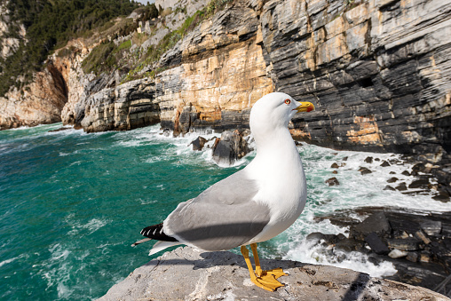 Seagull on the edge of the cliff above the Mediterranean sea - Liguria Italy