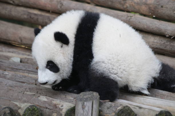 istock Little panda baby in China 1077643414