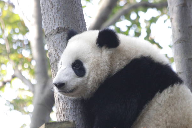 istock Little panda baby in China 1077643472