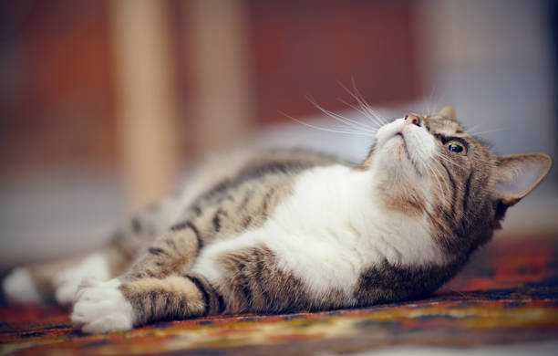 istock The striped cat with white paws, plays on a carpet 1077647848