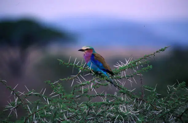 The beautiful Lilac Breasted Roller resting in a devilish Thorn Bush