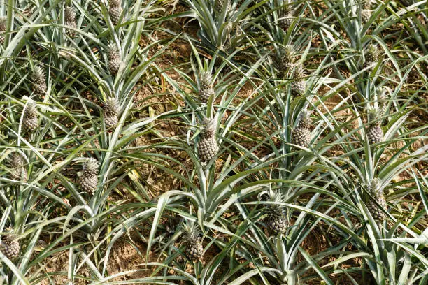 young pineapple plantation, Pineapple tropical fruit growing in a farm