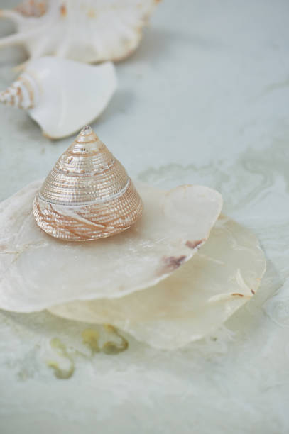 istock Dreams about the sea. Shells, mother of pearl,light background 1077653664