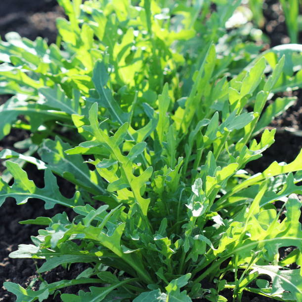 istock Arugula plant growing in organic vegetable garden. 1077659032