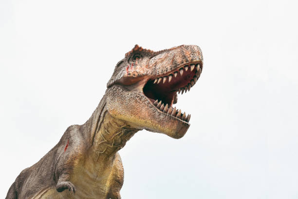 istock Dinosaur on the clear background,T rex,Tyrannosaurus rex 1077661730