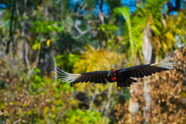 istock hornbill flying in the wilderness 1077663430