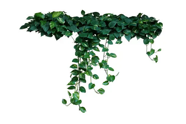 Heart-shaped green variegated leaves of devil"u2019s ivy or golden pothos the tropical forest plant that become popular houseplant, hanging vines bush isolated on white background with clipping path.