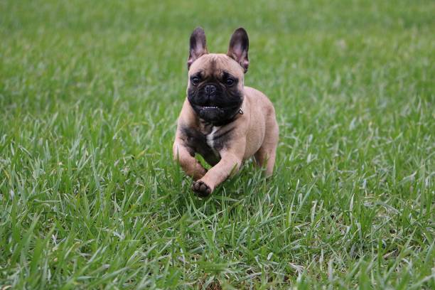 istock running french bulldog 1077663752