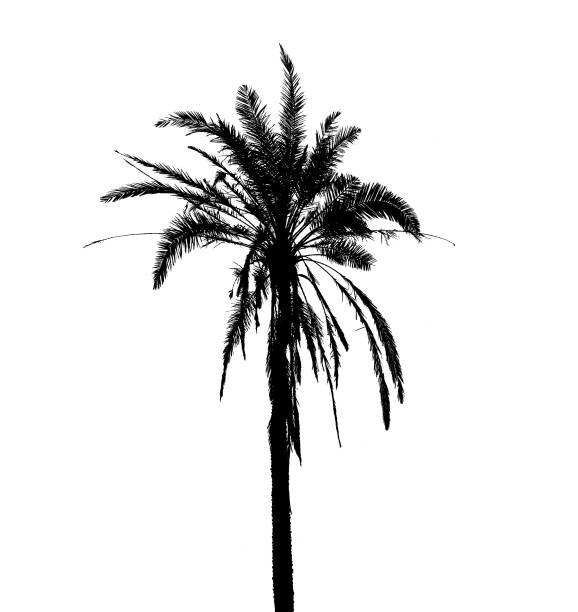 istock silhouette of coconut tree isolated on white background 1077665700