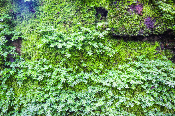 istock Green moss in the nature 1077665994