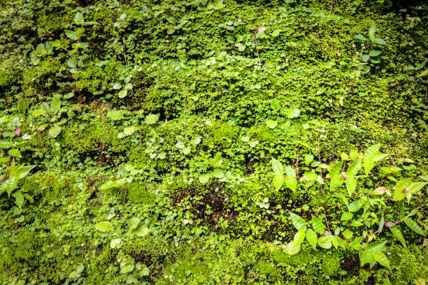 istock closed up of green Moss in forest 1077666068