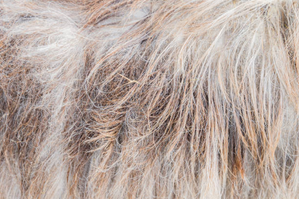 istock sheep fur background texture. animals hair befor cutting. 1077666184