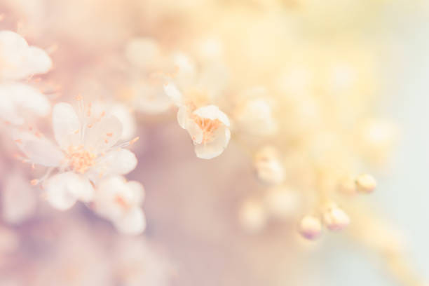 istock Small white summer flowers on a soft background 1077667748