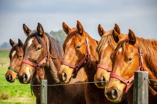 Photo of Five horses standing staring next to a fence