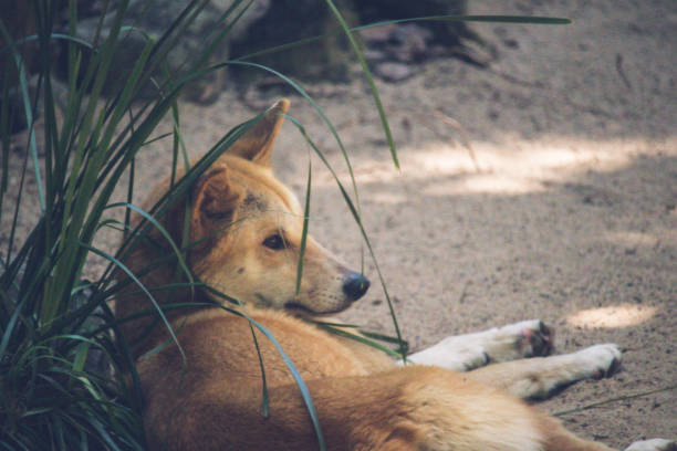 istock Dingo Resting In The Shade at the Australian Zoo 1077670836