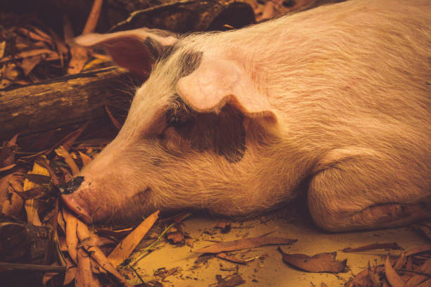 istock Large Pig Resting For The Day - Large Hog 1077670864