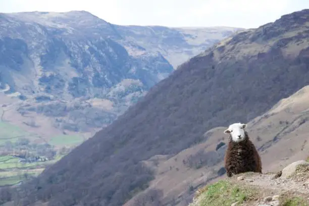 An inquisitive sheep stands alert, blocking the stony path around a mountain valley