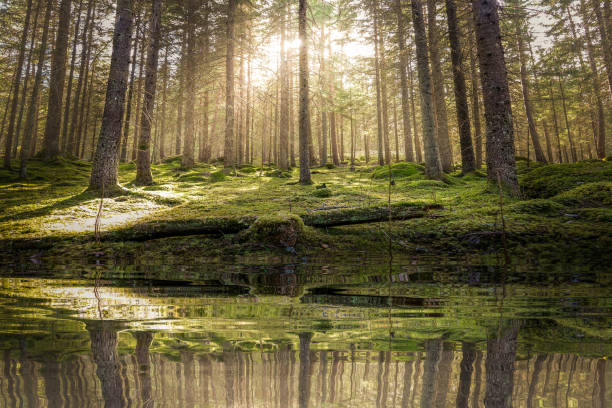 Pond / lake in mossy green forest. Golden sunlight before sunset with sun rays pouring through the trees, create mystic, cozy atmosphere.