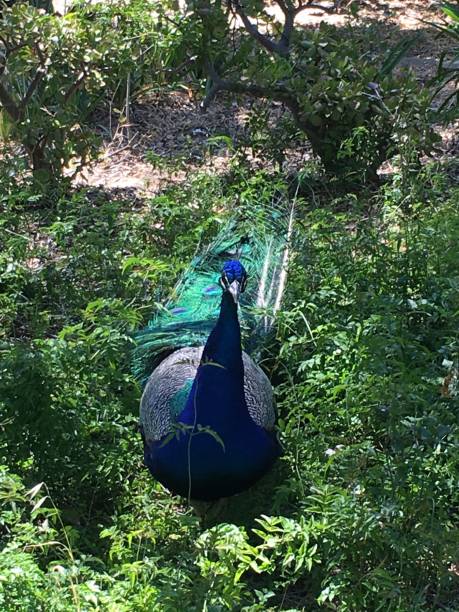 istock Blue peacock in green foliage 1077678620