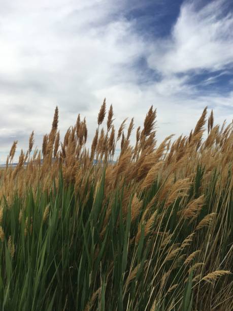 istock Wild grasses at The Great Salt Lake 1077678806