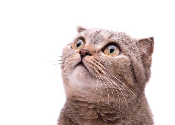 istock Gray cat looks up in surprise. 1077681680