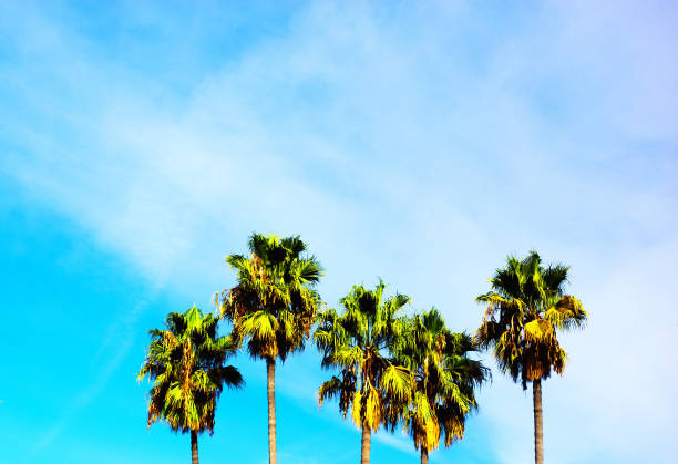 istock Southern CA: Tops of Five Palm Trees; Turquoise Sky 1077682070