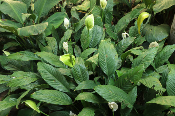 istock Sauromatum giganteum in  garden 1077682234