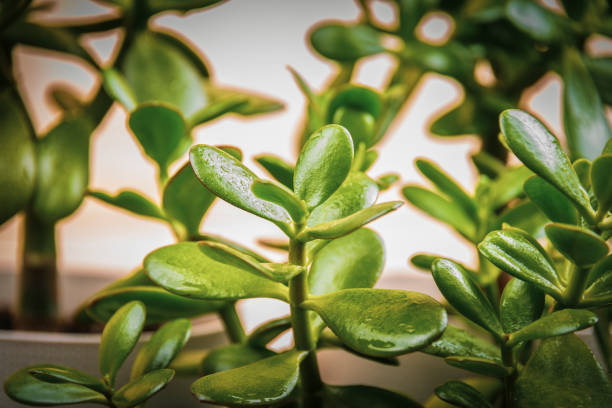 Succulent houseplant Crassula from above  as background