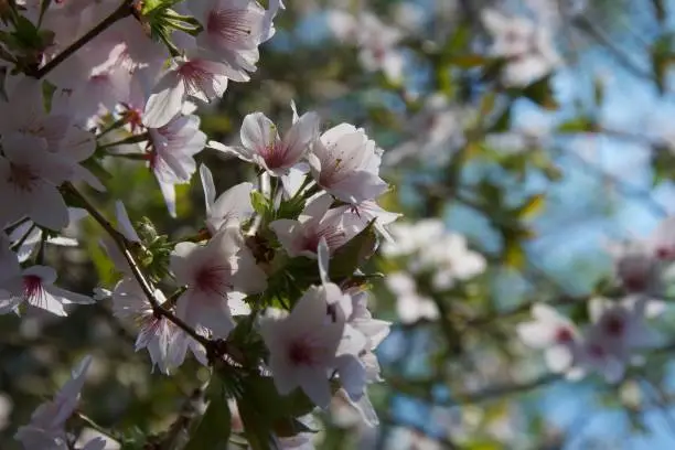 A sprig of pink and white cherry blossom, against a background of more flowers and a clear blue sky