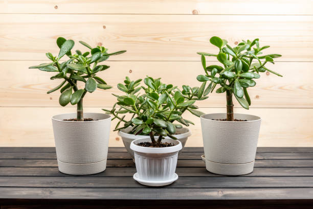 istock Succulent houseplant Crassula ovata in a pot on rustic background 1077686760