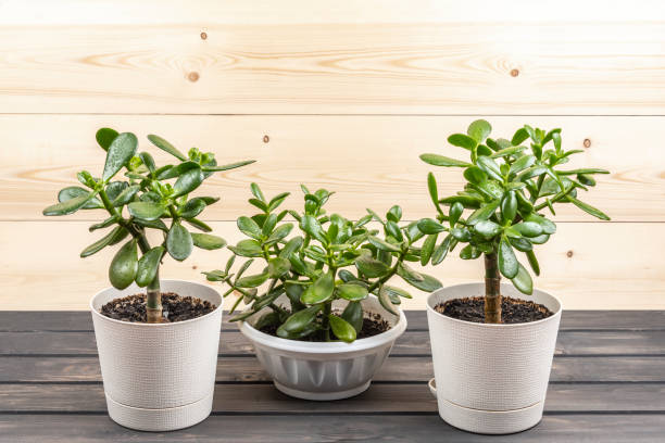 Succulent houseplant Crassula ovata in a pot on rustic background Succulent houseplant Crassula ovata in a pot on rustic background jade plant stock pictures, royalty-free photos & images