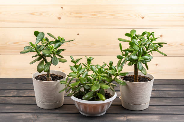 istock Succulent houseplant Crassula ovata in a pot on rustic background 1077686770