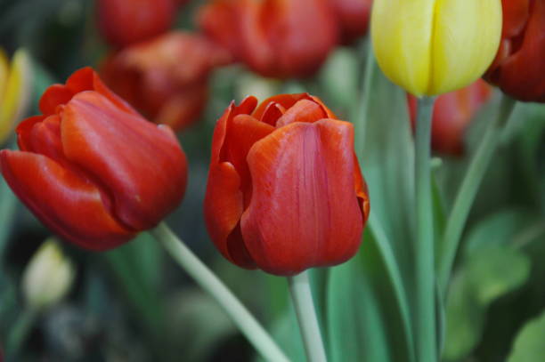 istock red tulip blooming in garden 1077686998